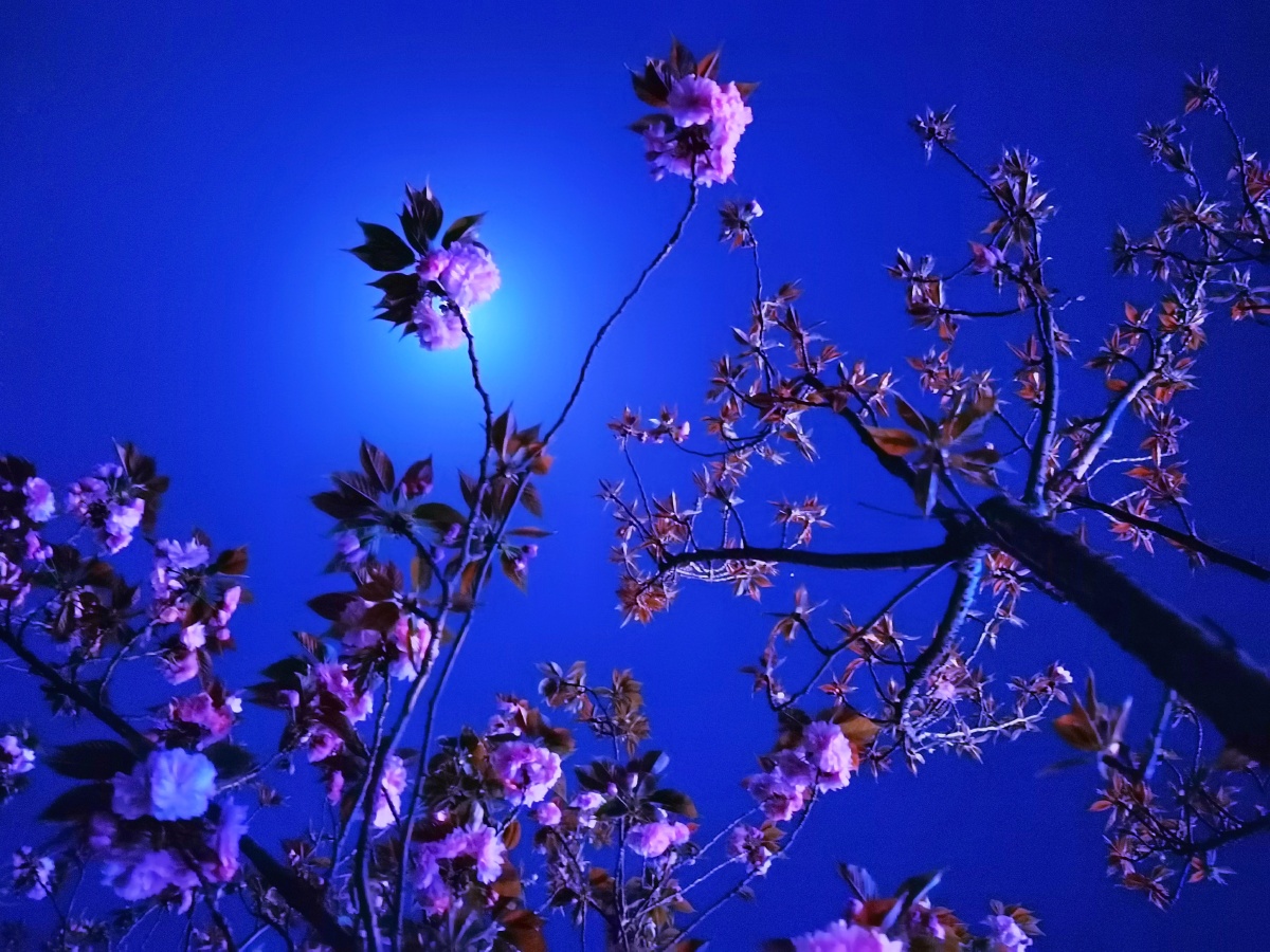 夜晚的樱花致力于普通生活场景拍出好的艺术作品