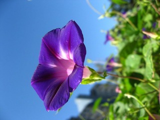 紫色牵牛花