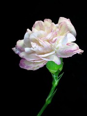 IMG_1300_3