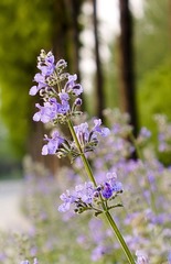 紫花