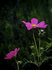 CRW_2777