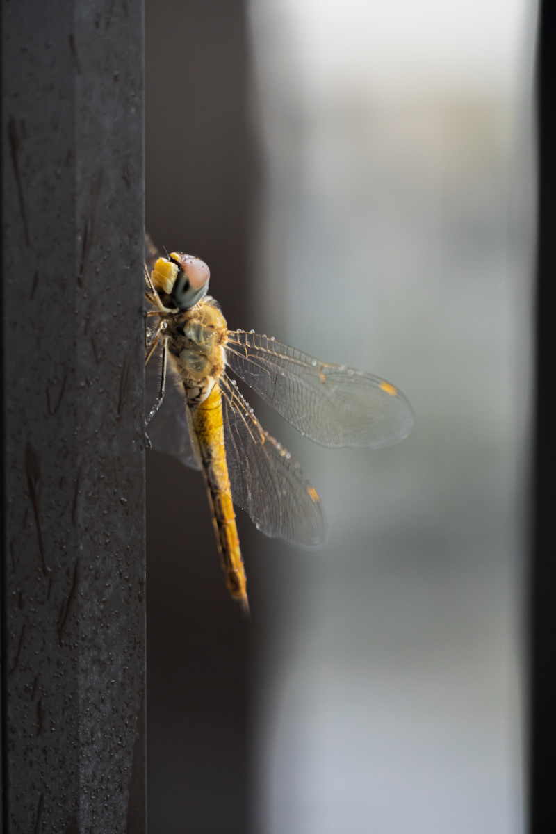 雨后停在护栏上的蜻蜓