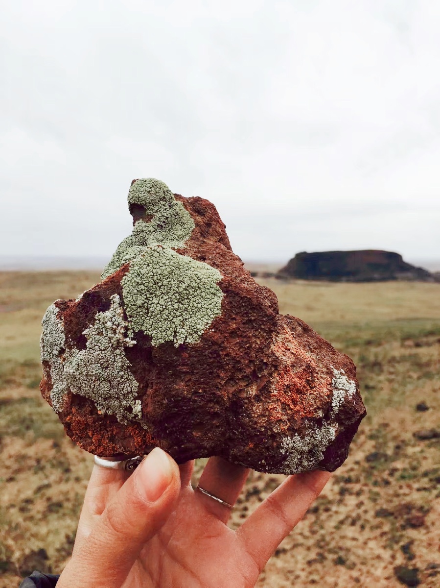 在内蒙草原上捡火山石