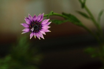 无名小菊
