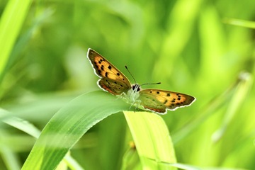 4981C00E-BB90-4BDD-BB8A-347D4C4810DF/L0/001