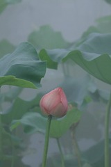 B9D41426-E153-440D-8BFC-C49CAD5D1DF5/L0/001