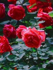 F237A962-86D3-4EA8-9692-EDDFBBD218C4/L0/001