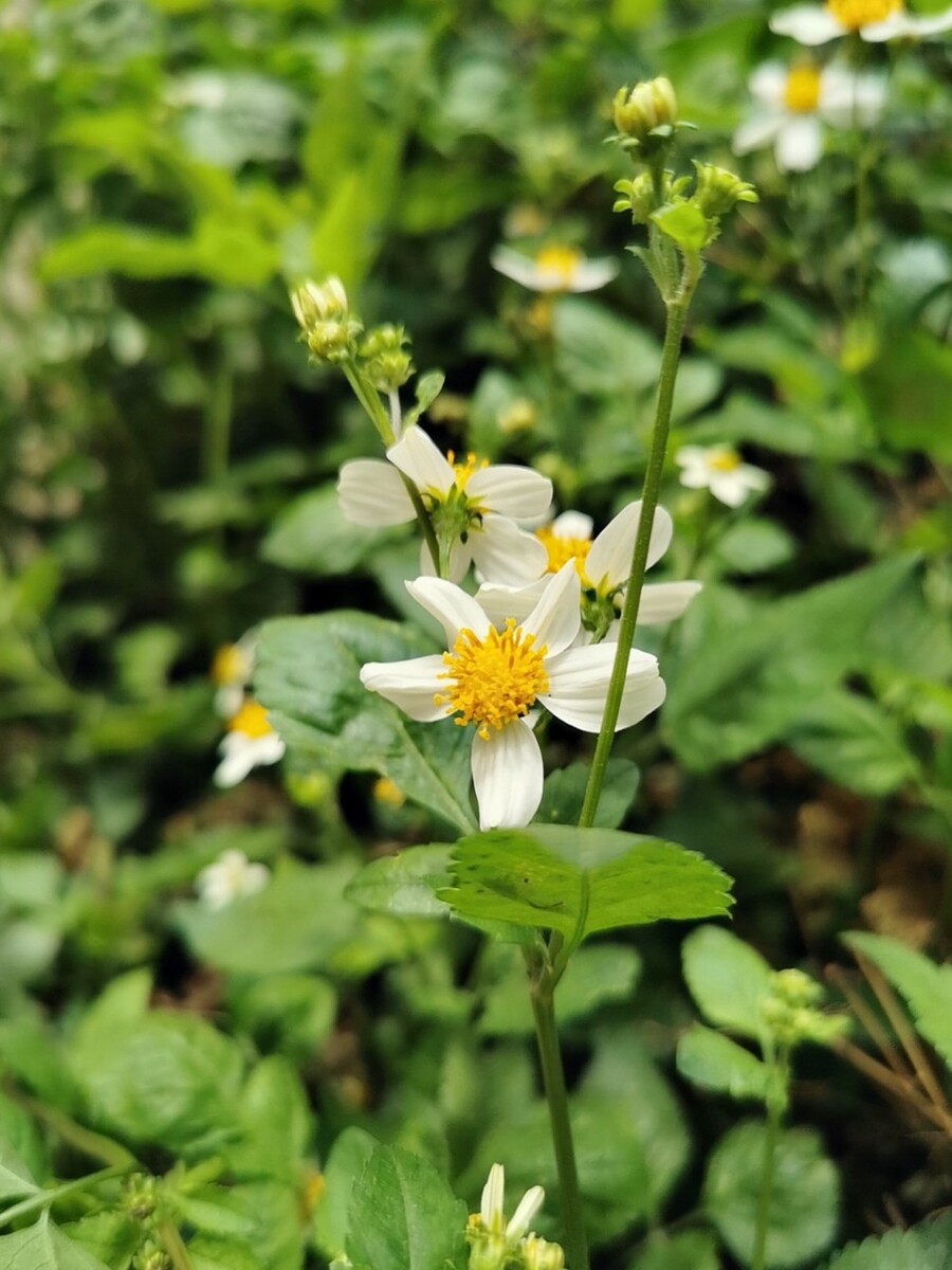 春天里的花?