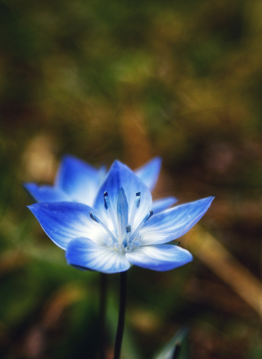 高原上的蓝色野花