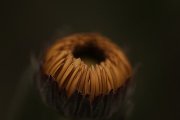 117856