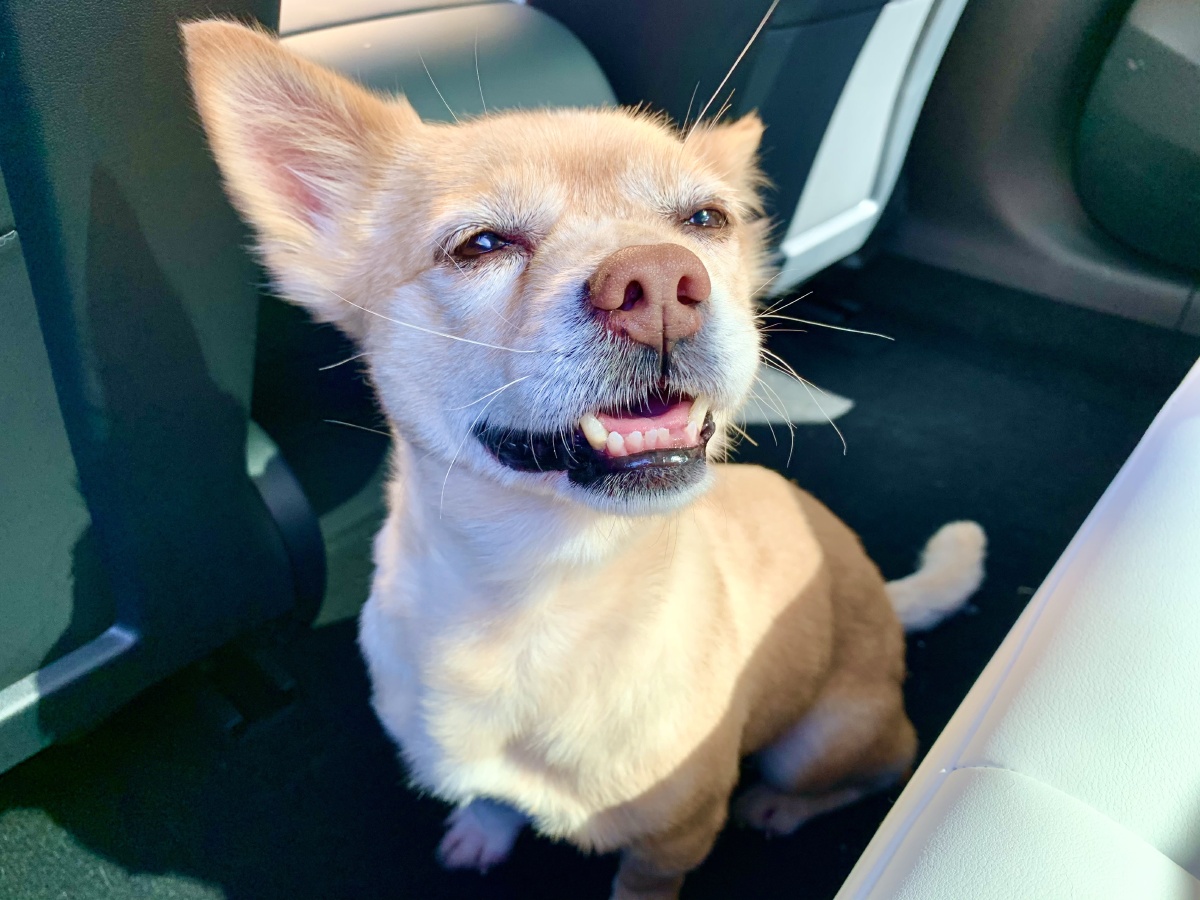 心情不错的小可爱