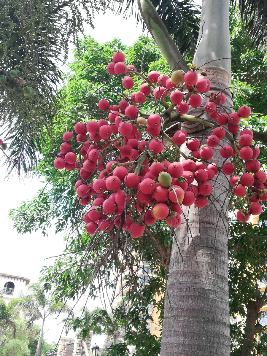 王棕果的青涩与成熟绿隐而不露熟则红鲜张扬