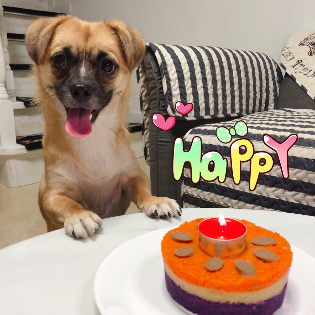 狗狗过生日