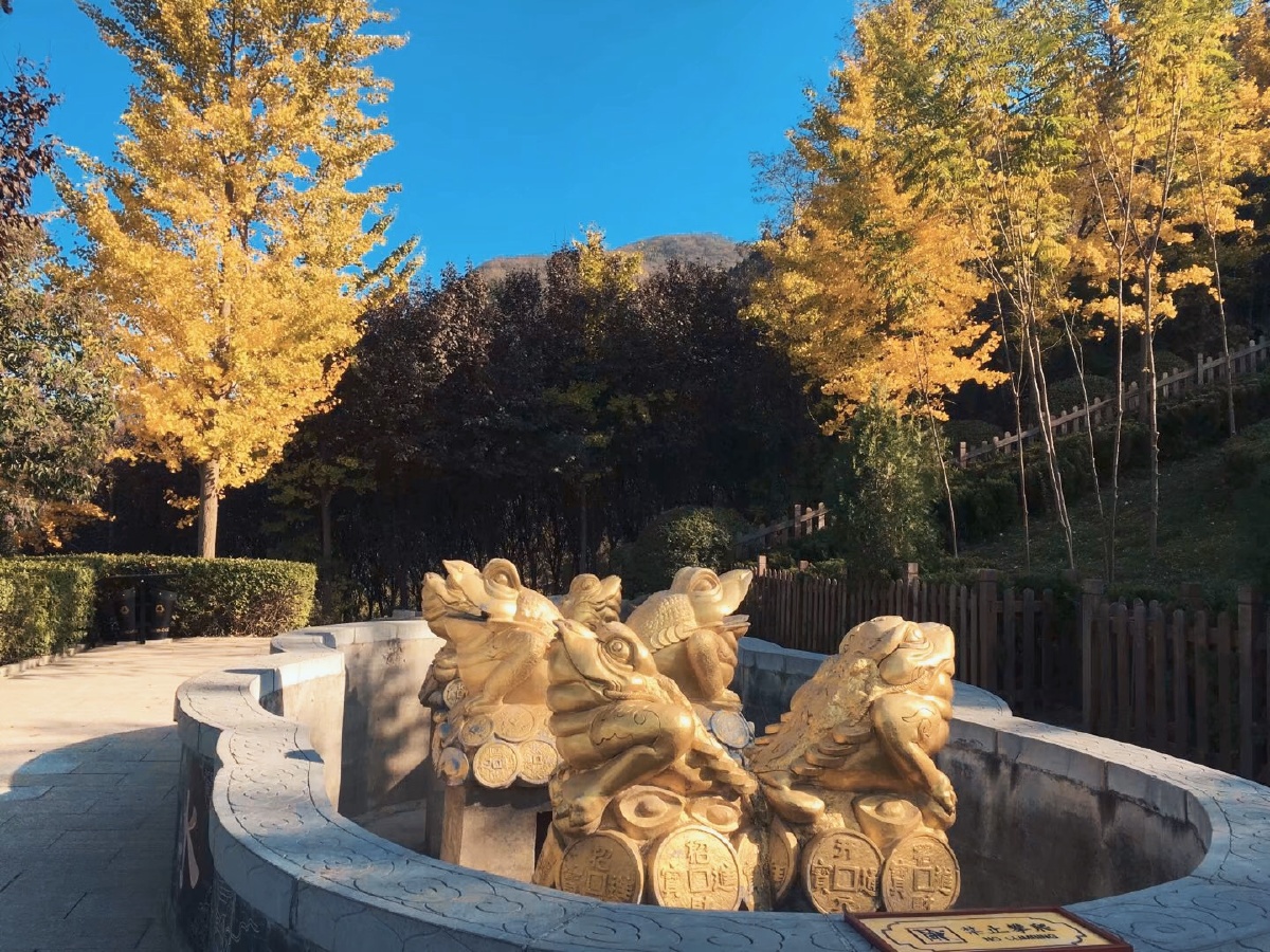 湛蓝空空金树飒飒