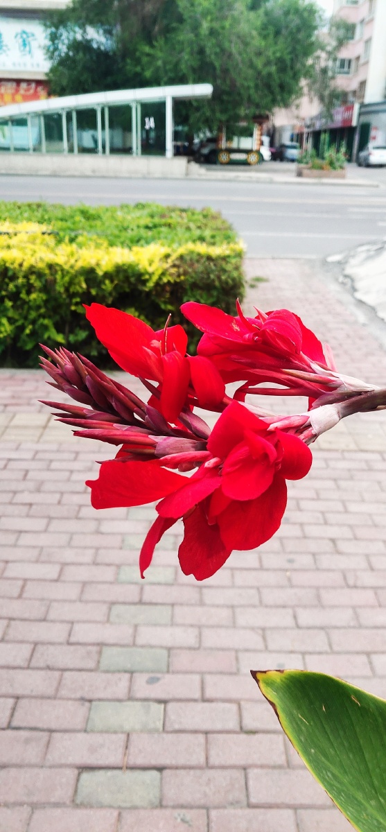 一抹红色让运动的路上有颜色花树植物红色明亮