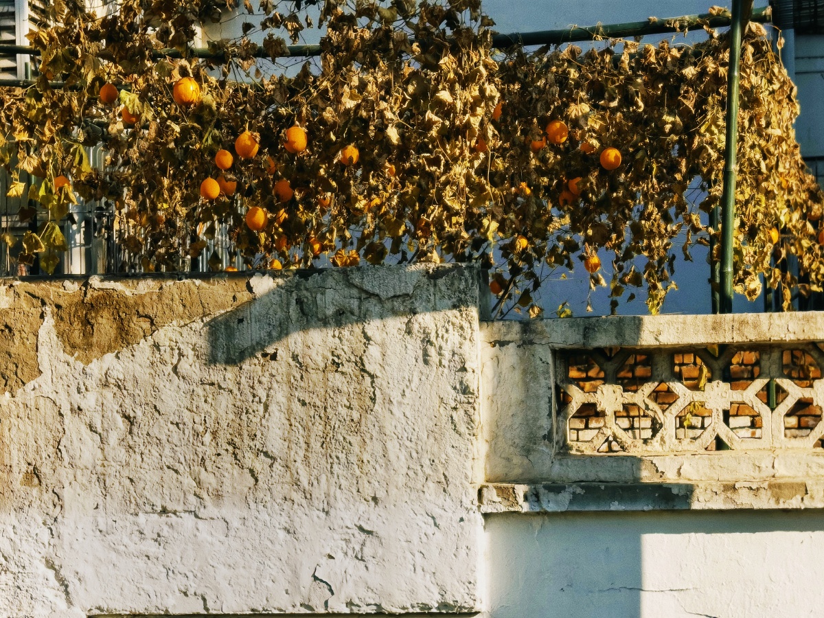 路边看到的叫不上名字来的植物,沿着破旧的老墙寻去,原来老房子会拥有