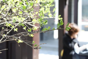 早春