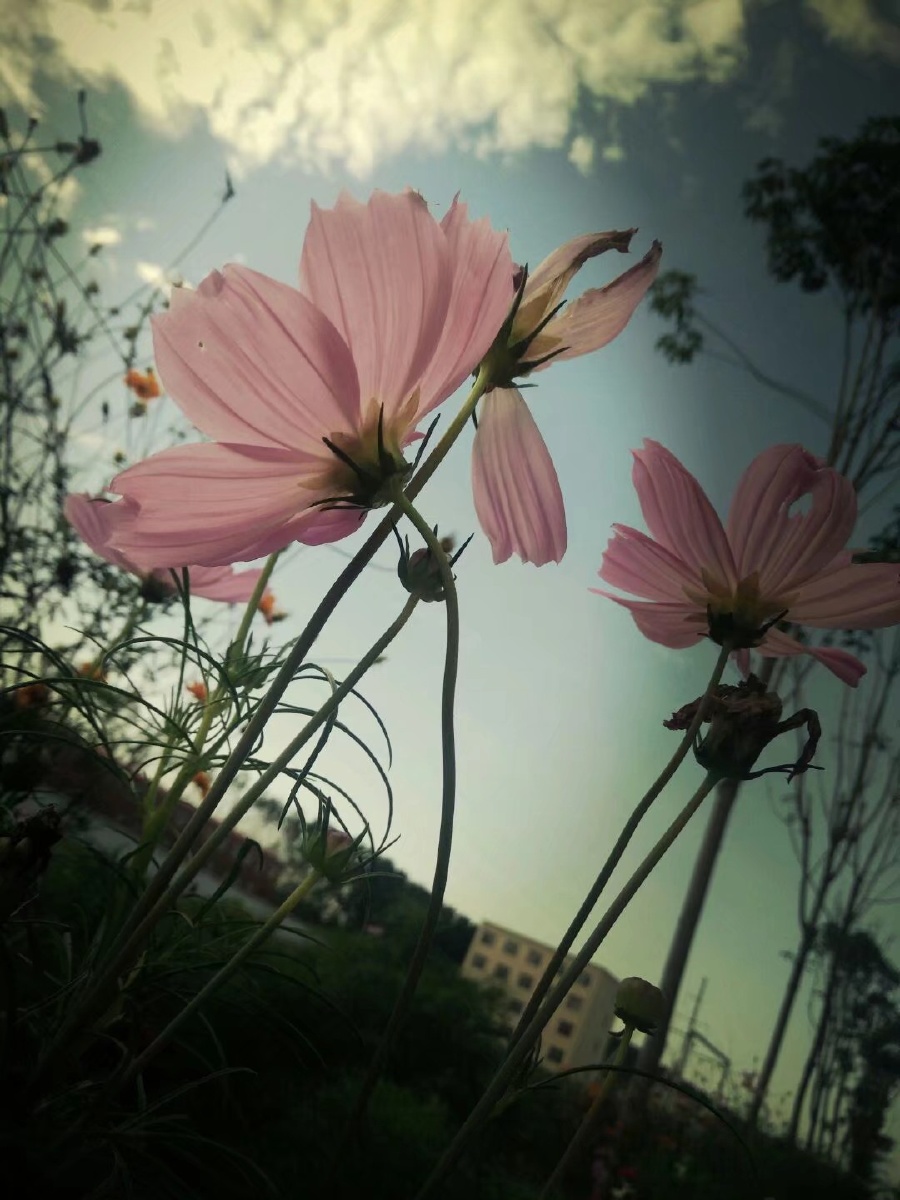 又是好久以前的花花啦. - 几度雁南飞 - 图虫