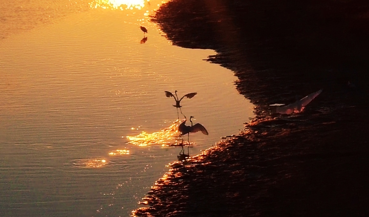生活一角过年2021 秦皇岛日出93 大连小猫咪93 - 我椰子水儿呢