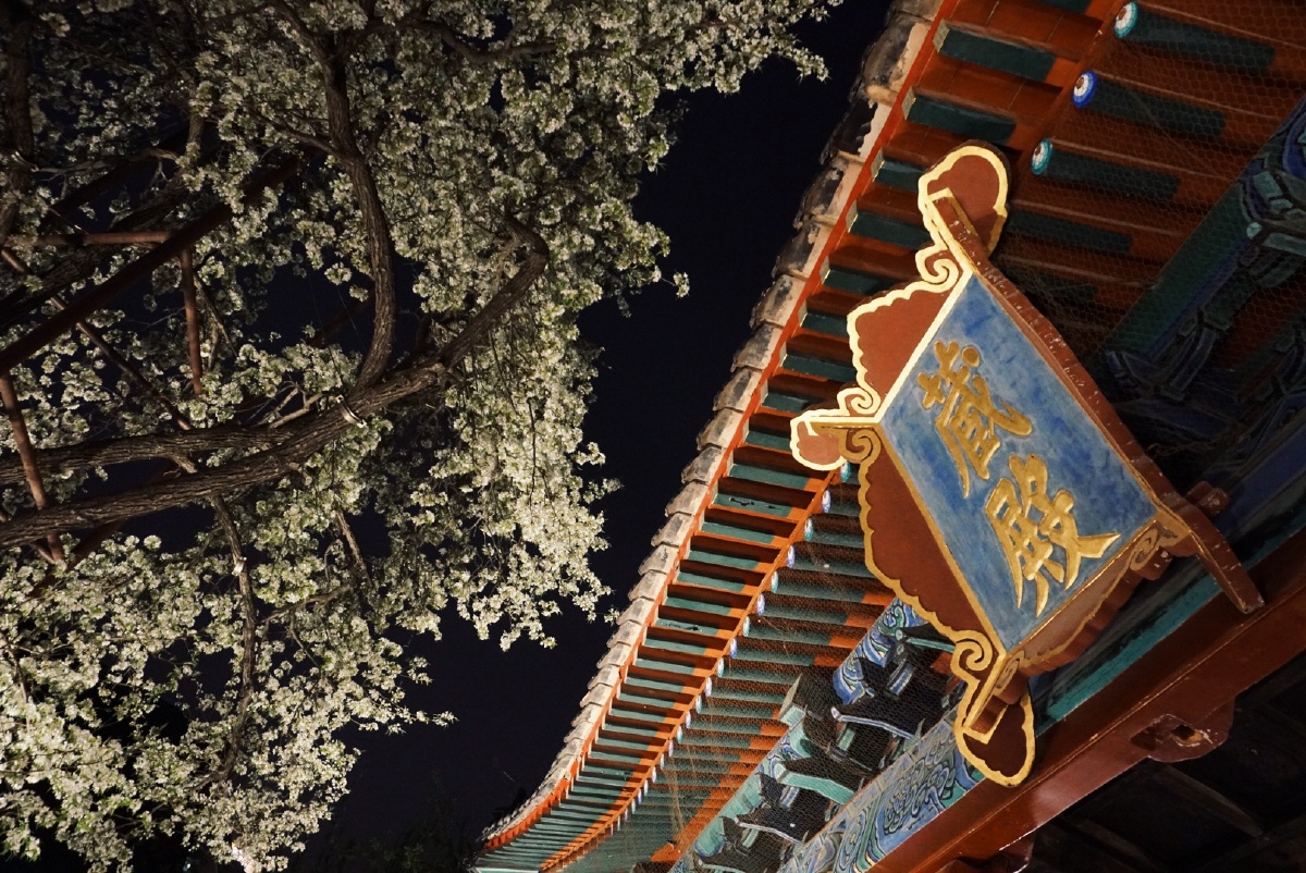 梨花盛开-智化寺