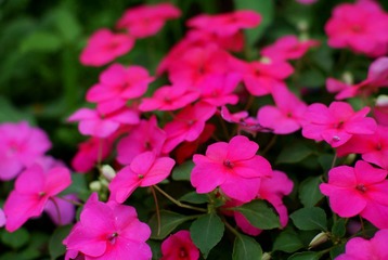 小花