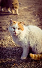 猫