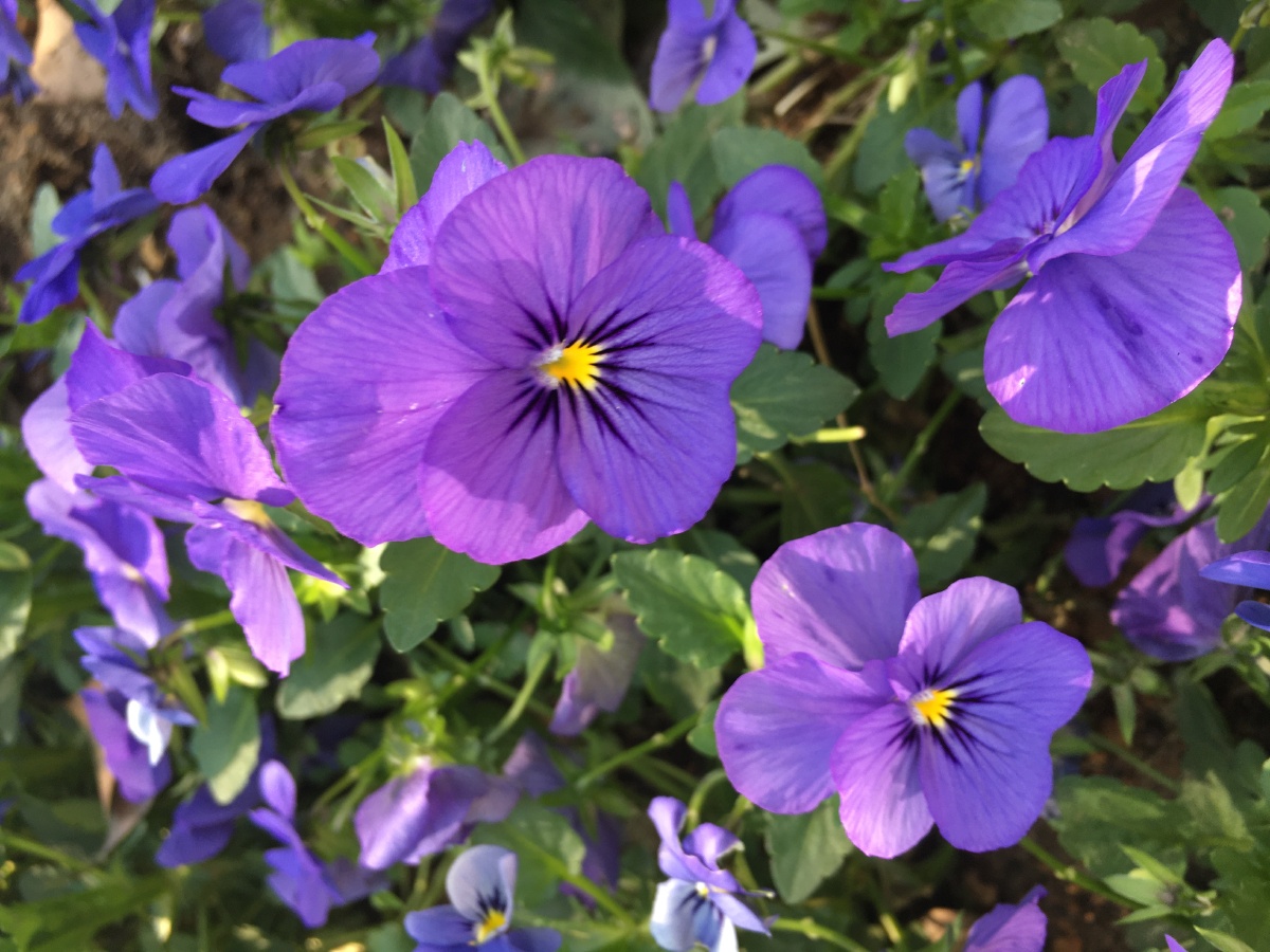 紫色的三色堇吗 - _三哥 - 图虫