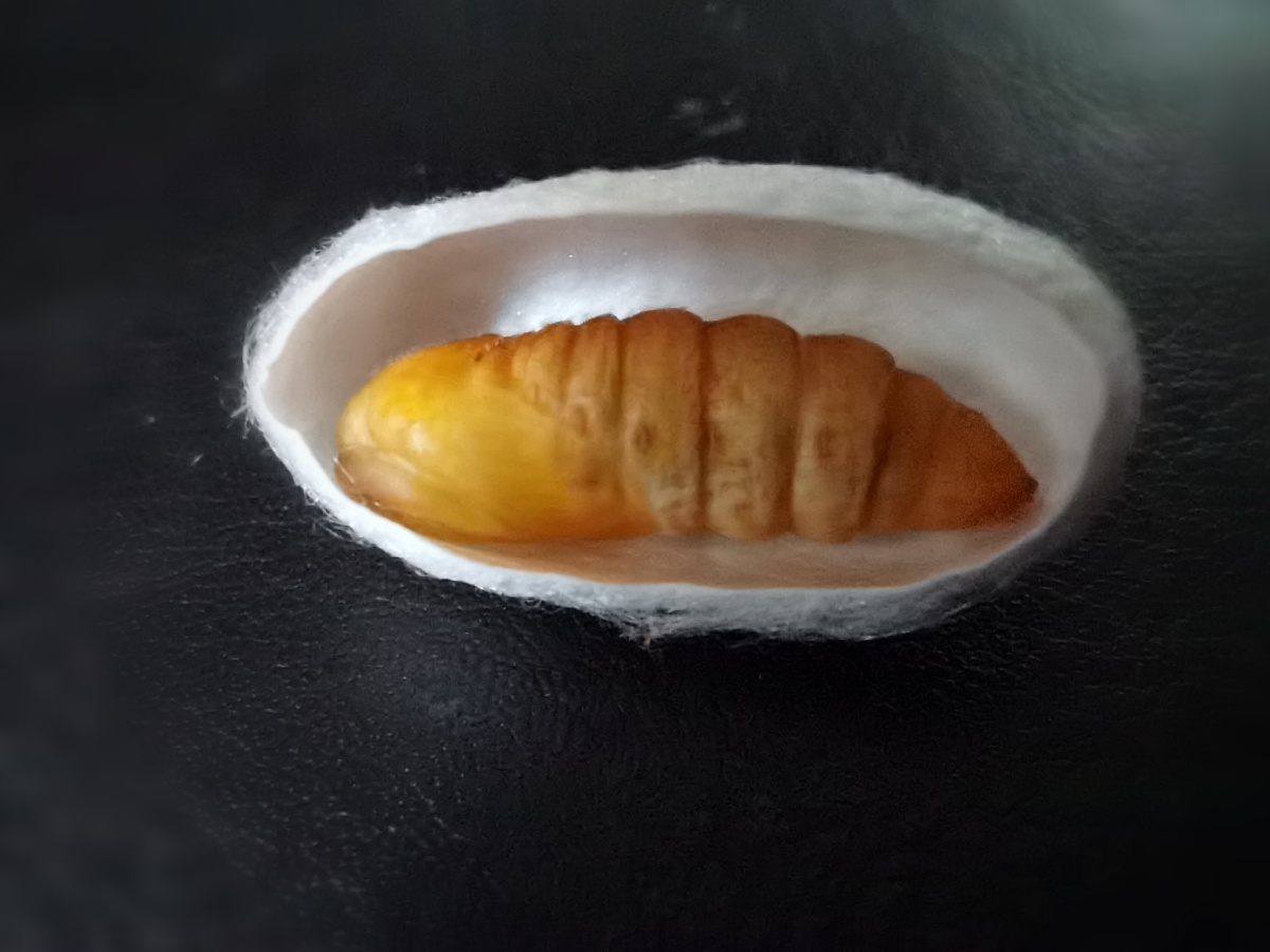 蚕宝宝结茧成蛹