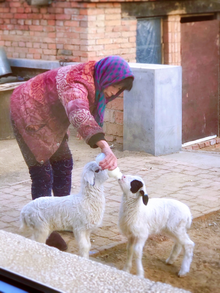 刚出生二十多天的小羊 羊妈妈奶水不够 婆婆细心的给小羊喂奶粉