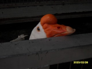 2171607