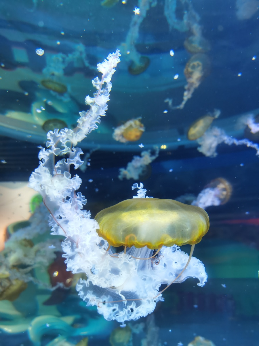 一只游动的淡黄色水母