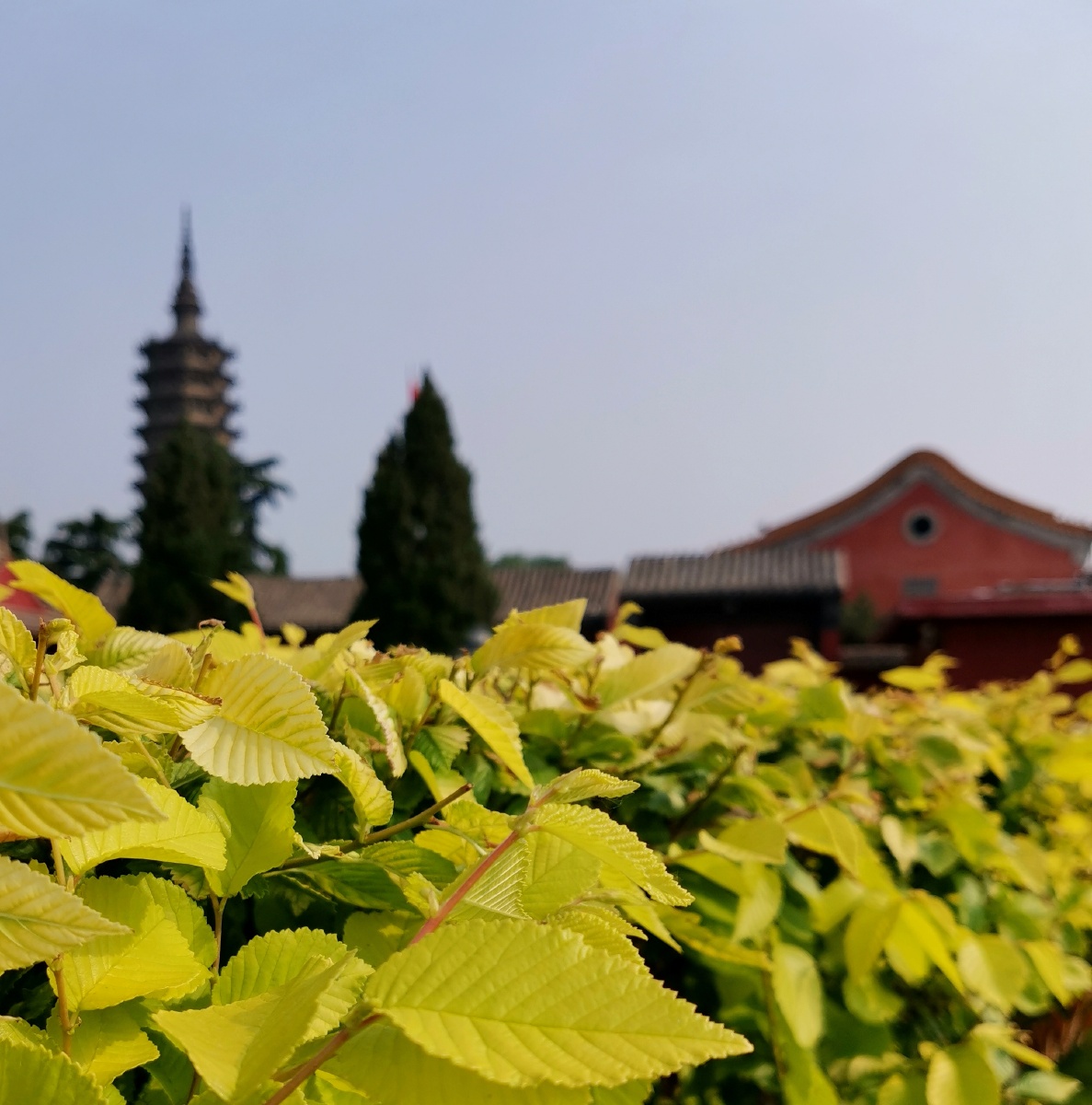 远近虚实焦点不同风景各异摄于石家庄正定临济寺