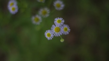 1000018721