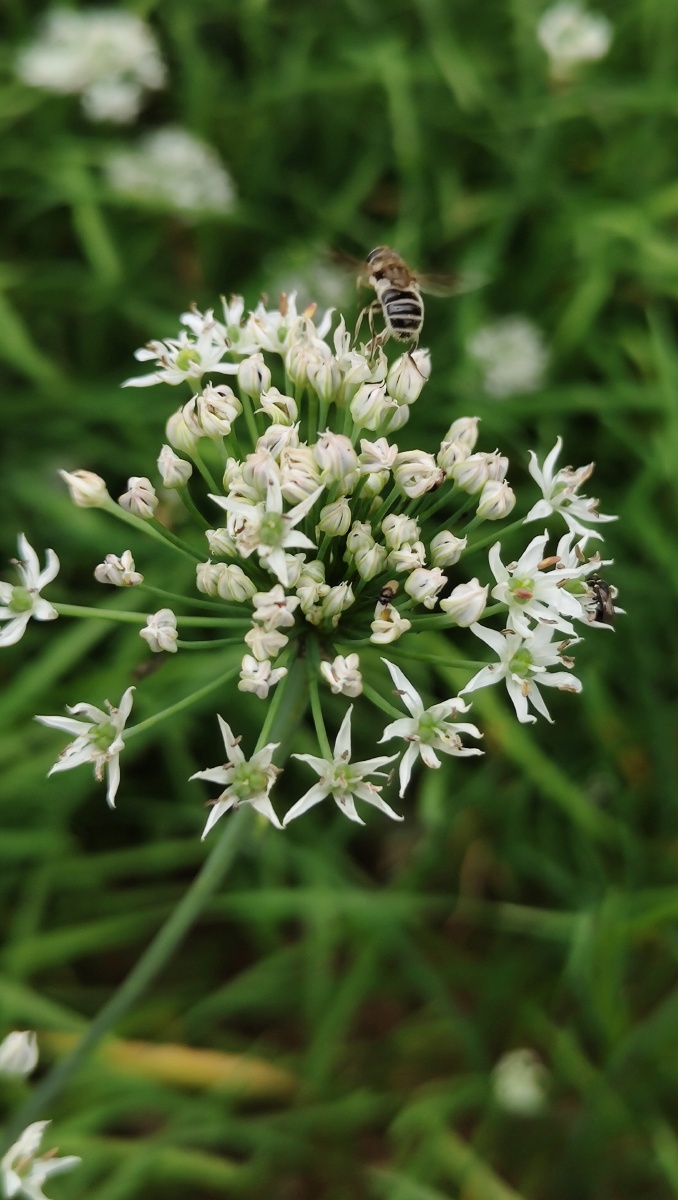 菜畦里韭菜开花