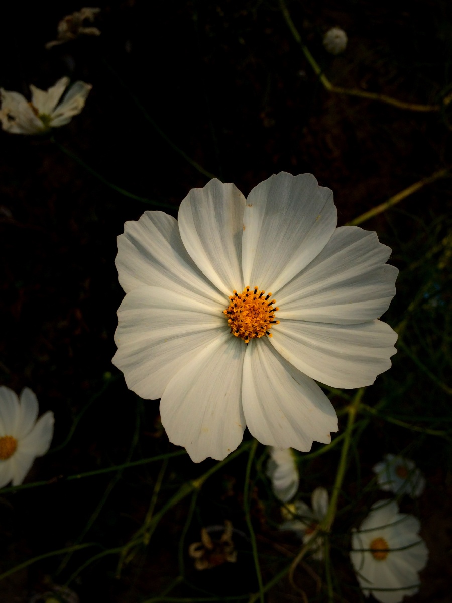 夜晚独自美丽的花花