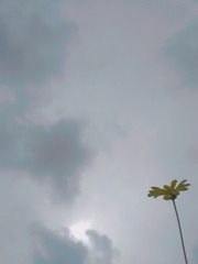 7528
