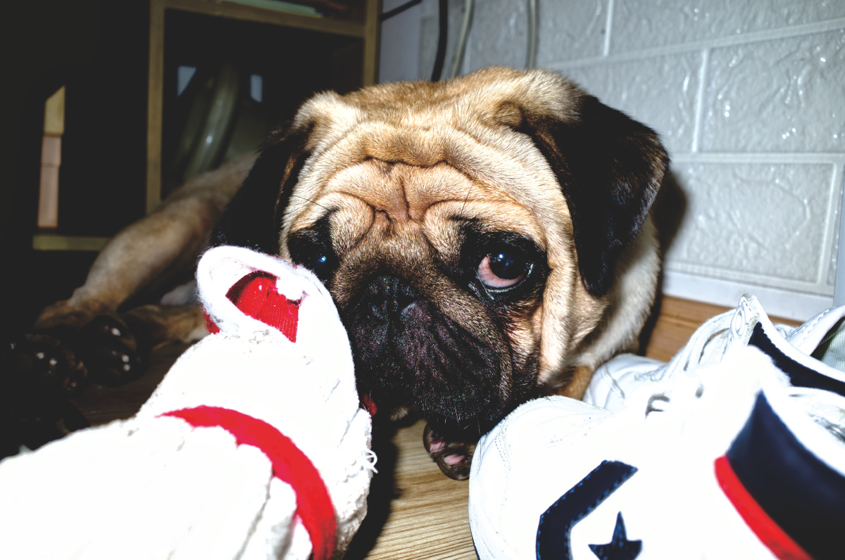 这无辜的眼神哟