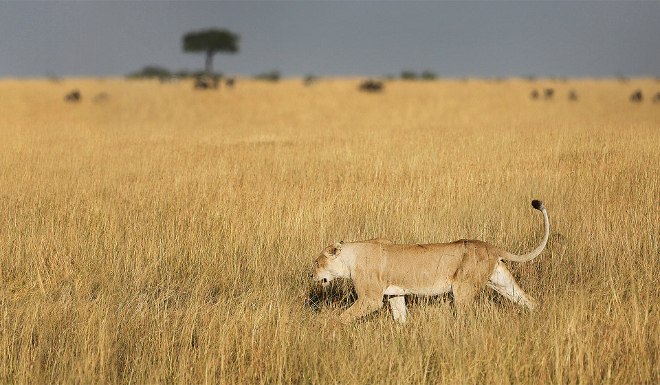 旱地猎手 br /> 一头饥饿的母狮子,在枯草中缓缓接近她的晚餐.