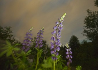 夜空下的紫色精灵2
