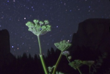 7.星空下的绽放.jpg