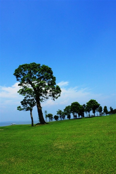 蓝天,绿树,草地 br />