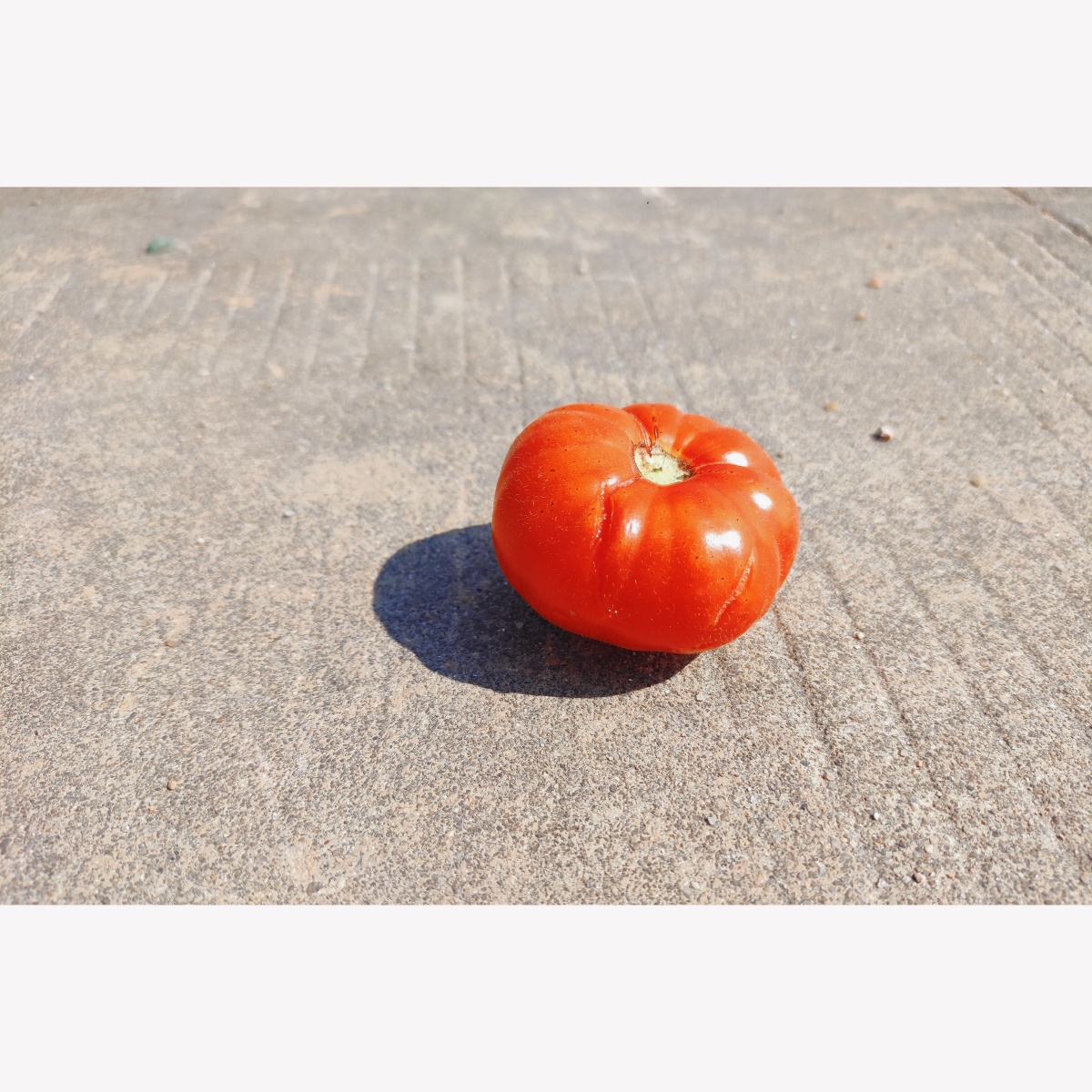 一颗被遗弃的西红柿