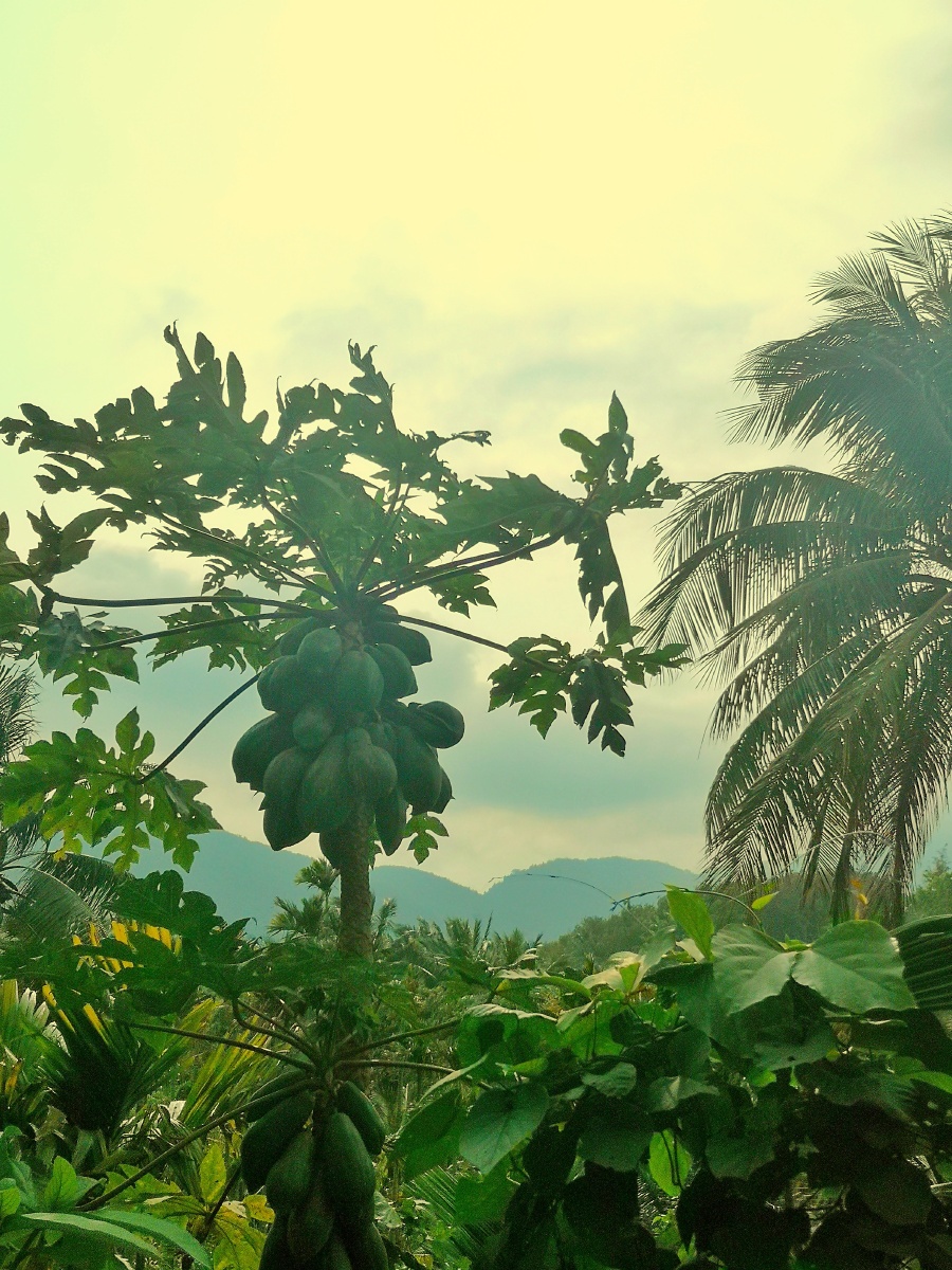 海南风光～木瓜树 - 晚霞映红了我的脸 - 图虫