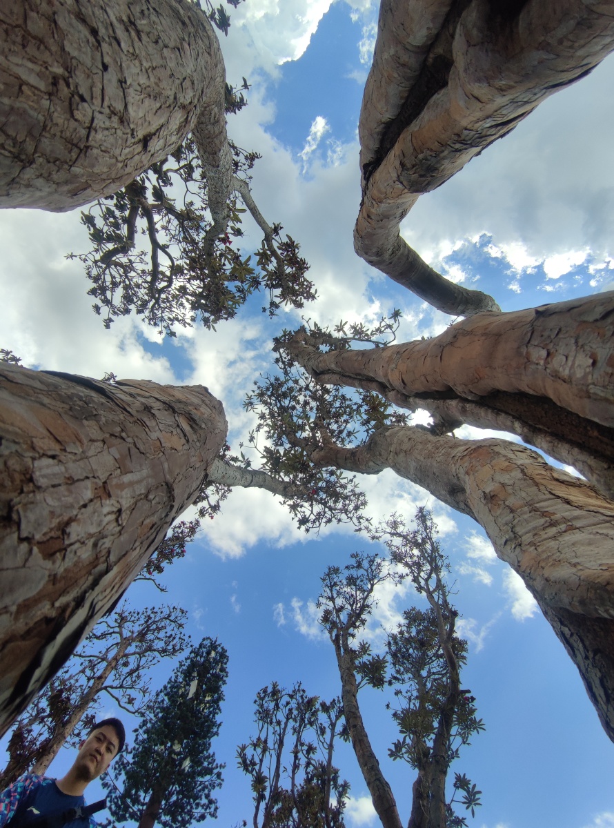 广角镜头树木木头木头中的蓝天