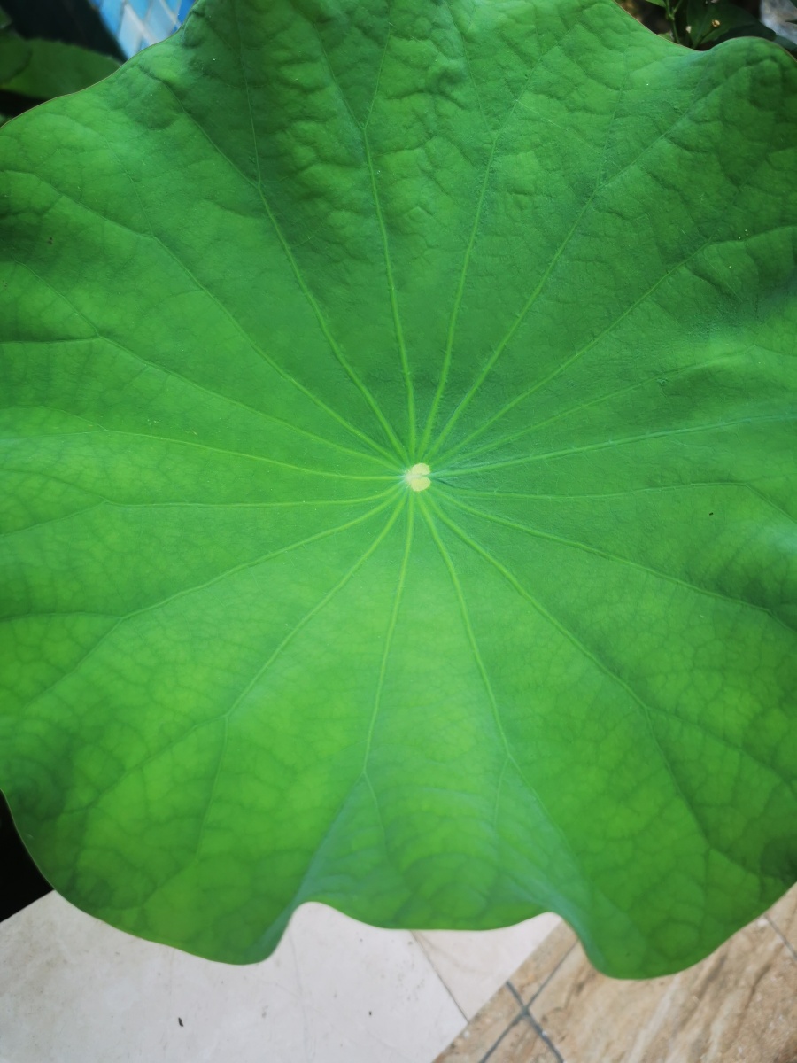 荷叶一片 - bbearbaby - 图虫