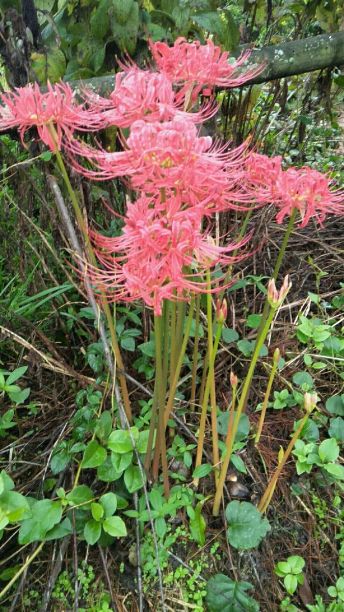 彼岸花!花开不见叶.第二张原图.