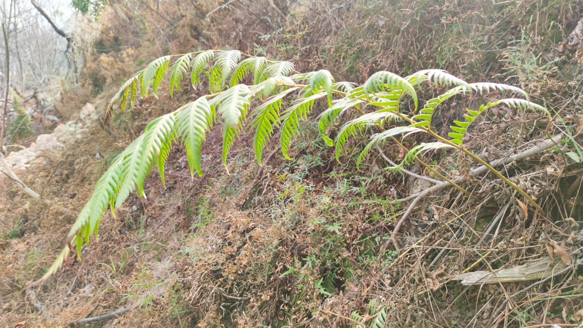 大侠一枝花189 - 图虫