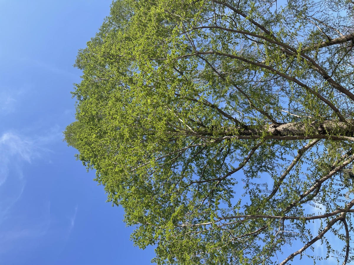 春天努力生长的树.摄于210403,玉渊潭外