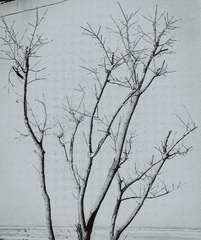 1000126487