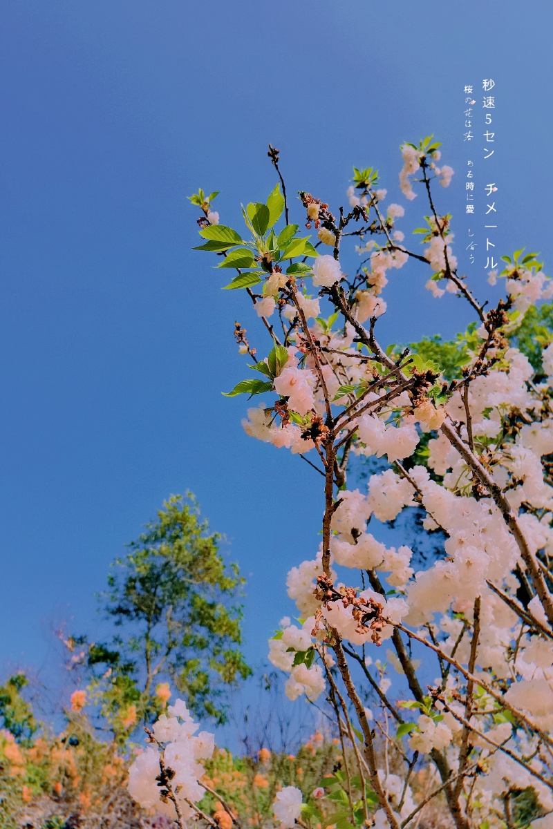 阳春三月初正是人间好花簇簇人逢此景欢喜由心处